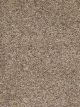 World Class II Residential Carpet Color: Bisque - Dreamweaver by Engineered Floors