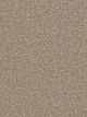 East Hampton Residential Carpet Color: Acorn - Dreamweaver by Engineered Floors